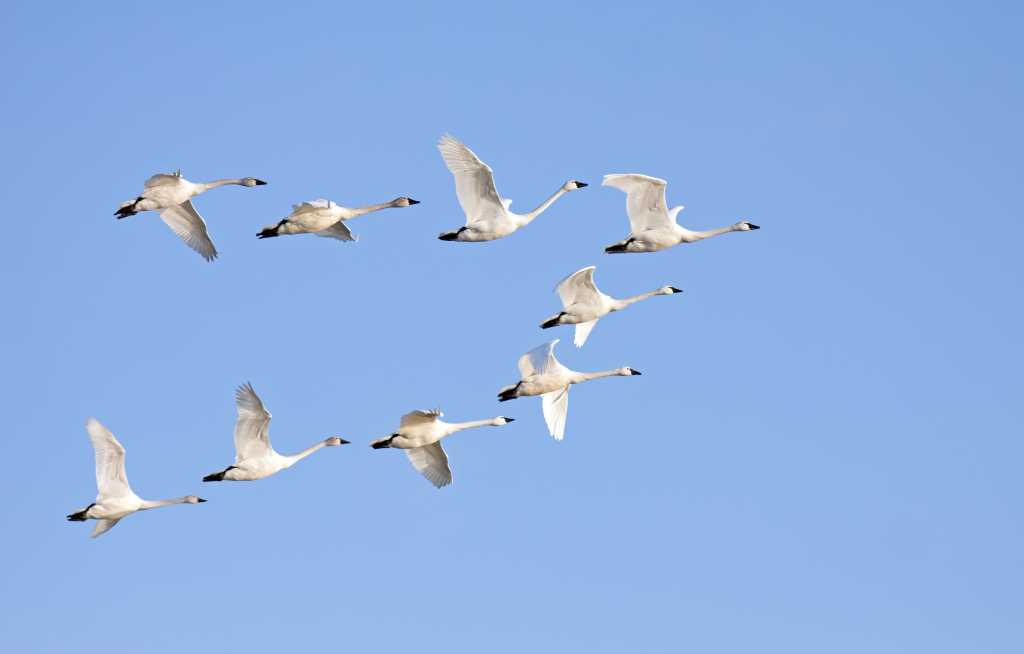 shutterstock 168398438 migration migrating swans large birds flying in formation against a blue sky